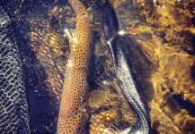 Brown Trout Fly Fishing in Utah by Elusive Fly Fishing. Fly dreamers