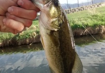 Fly-fishing Picture of Largemouth Bass shared by Luke Alder – Fly dreamers