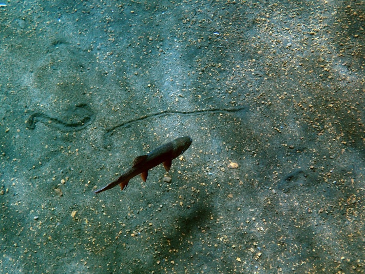 After the release, the fish went slowly to the lake bed