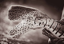  Foto de Pesca con Mosca de Surubí por Damien Brouste – Fly dreamers 