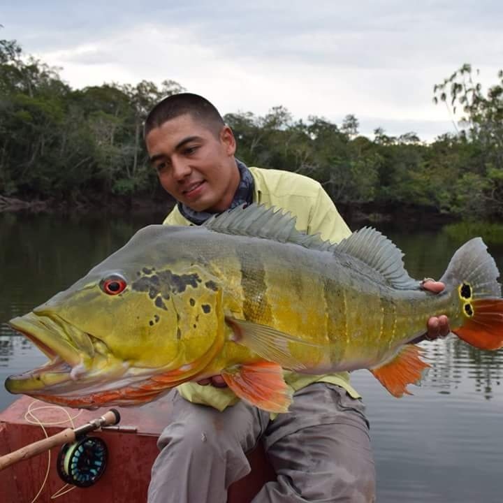 Tucunare-pavon o peacock bass en Guainia - Colombia