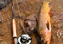 Scott Furushima 's Fly-fishing Pic of a Cutthroat – Fly dreamers 