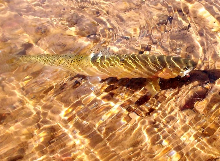 Blackfoot River Montana
<a href="http://savstromblackfoot.blogspot.com/">http://savstromblackfoot.blogspot.com/</a>