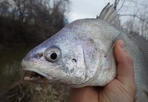 Ben Stahlschmidt 's Fly-fishing Photo of a Freshwater Drum – Fly dreamers 