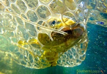 Esteban Urban 's Fly-fishing Photo of a Brown trout – Fly dreamers 