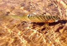 Fly-fishing Situation of Cutthroat - Photo shared by James Savstrom – Fly dreamers 