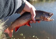 Tincho Cardozo 's Fly-fishing Pic of a Brook trout – Fly dreamers 