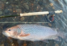  Foto de Pesca con Mosca de Sea-Trout (Trucha Marrón Anádroma) compartida por Miguel Angel Zangla – Fly dreamers