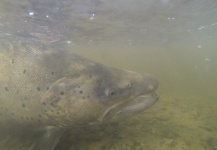  Fotografía de Pesca con Mosca de Sea-Trout (Trucha Marrón Anádroma) compartida por Julian Lopez – Fly dreamers