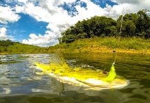Rafael Costa 's Fly-fishing Image of a Peacock Bass – Fly dreamers 