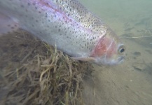  Foto de Pesca con Mosca de Trucha arcoiris por Cierra Bennetch – Fly dreamers 