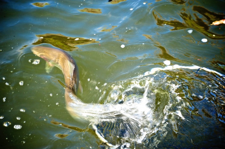 A fresh release of a Delaware river native Rainbow trout.  