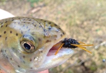 Fly-fishing Photo of Rainbow trout shared by Andrew Rogers – Fly dreamers 