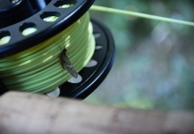  Mira esta Genial foto de Entomología y Pesca con Mosca de Roberto Ramos – Fly dreamers