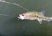 A Lassetter 's Fly-fishing Picture of a Largemouth Bass – Fly dreamers 