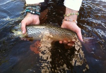 Dan Chovan 's Fly-fishing Picture of a Brown trout – Fly dreamers 