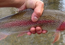 Fly-fishing Photo of Rainbow trout shared by Joe Olivas – Fly dreamers 
