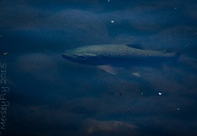 Peter Broomhall 's Fly-fishing Catch of a Brown trout – Fly dreamers 