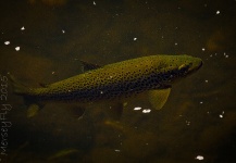 Peter Broomhall 's Fly-fishing Pic of a Brown trout – Fly dreamers 