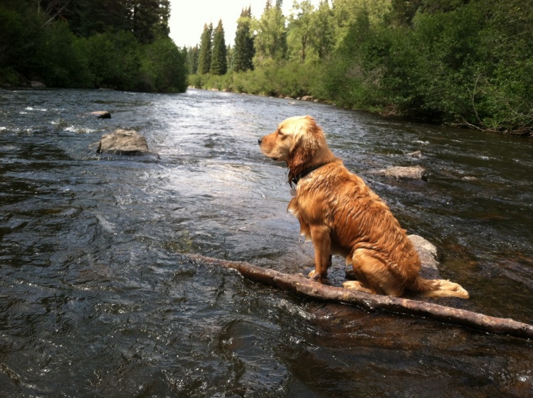 Annie surveying the Yampa River.