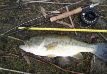  Foto de Pesca con Mosca de Bass de boca grande - Lubina Negra compartida por LUIS SÁNCHEZ ANAYA – Fly dreamers