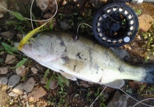  Situación de Pesca con Mosca de Bass de boca grande - Lubina Negra– Foto por LUIS SÁNCHEZ ANAYA en Fly dreamers