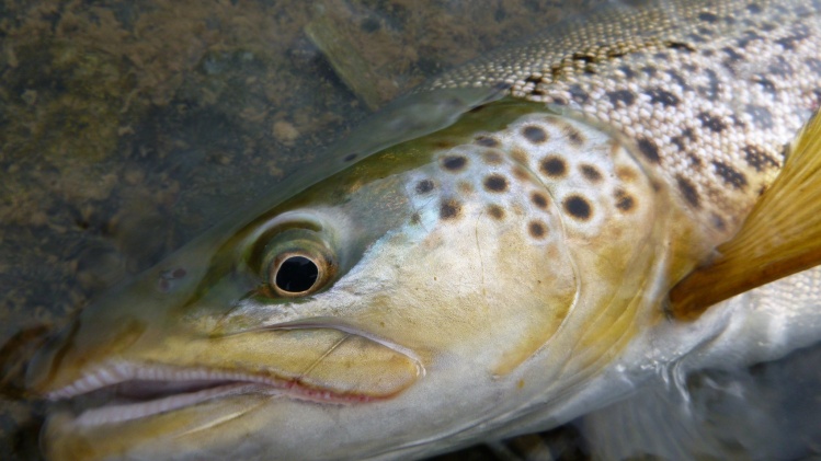 Great colours on this Brown, deep greens-pure gold!