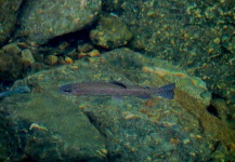 Carlos Margineda 's Fly-fishing Photo of a Rainbow trout – Fly dreamers 