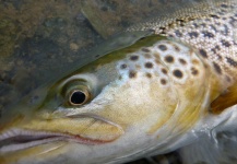 Jeremy Treweek 's Fly-fishing Photo of a Brown trout – Fly dreamers 