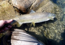 River Piave and his beautiful Marble Trout