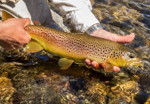  Captura de Pesca con Mosca de Trucha marrón por Guadita Y Walterio – Fly dreamers