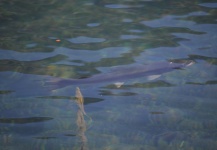 Fly-fishing Image of Rainbow trout shared by Federico Anselmino – Fly dreamers