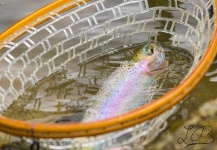 Lukas Bauer 's Fly-fishing Pic of a Rainbow trout – Fly dreamers 