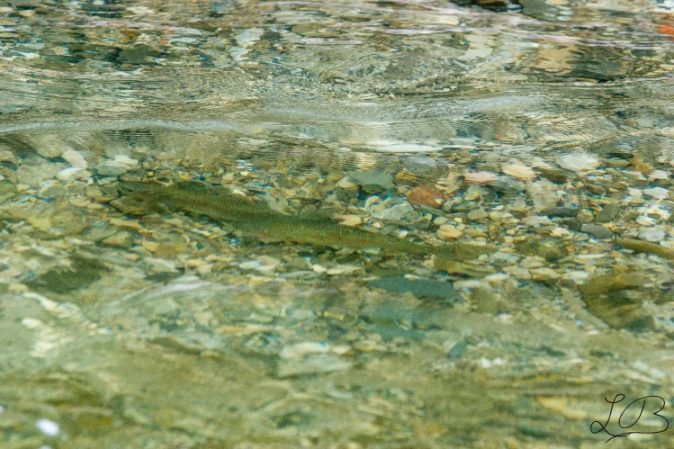 two spawning rainbow trouts