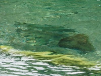 Spot The Fish –four large salmon lying next to a sunken log