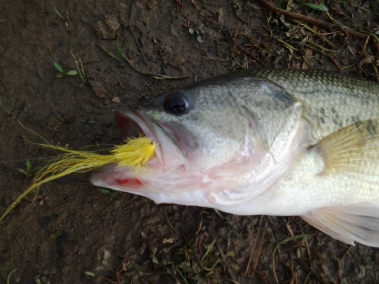 Bucktail con cabeza muddler amarillos en la boca de un black bass.