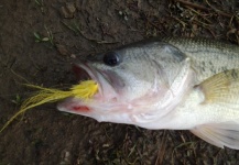  Fotografía de atado de moscas para Bass de boca grande - Lubina Negra por LUIS SÁNCHEZ ANAYA – Fly dreamers 