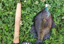 Mike Herbster 's Fly-fishing Catch of a Bluegill – Fly dreamers 