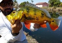 Fly-fishing Photo of Peacock Bass shared by Hai Truong – Fly dreamers 