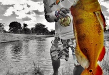 Fly-fishing Pic of Peacock Bass shared by Hai Truong – Fly dreamers 