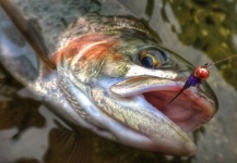 Nigel Juby 's Fly-fishing Picture of a Rainbow trout – Fly dreamers 