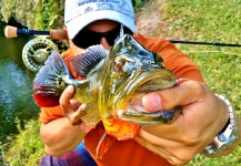 Peacock Bass On the Fly in Florida - Fly dreamers