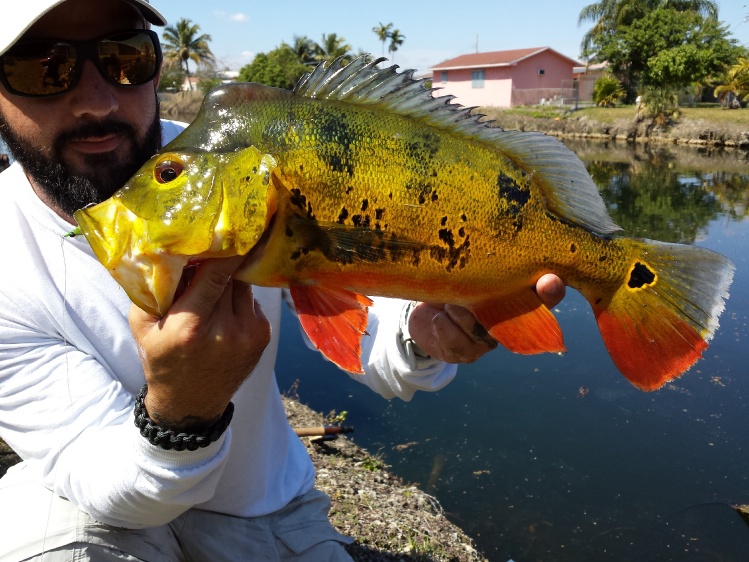 Took a buddy out &amp; got this knuckle head to play. Great back cast &amp; way to make those subtle adjustments to get tight!