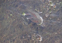 Martin Urgilez 's Fly-fishing Photo of a Rainbow trout – Fly dreamers 