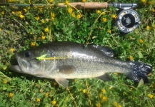  Foto de Pesca con Mosca de Bass de boca grande - Lubina Negra compartida por LUIS SÁNCHEZ ANAYA – Fly dreamers