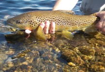 Cristian Luchetti 's Fly-fishing Catch of a Brown trout – Fly dreamers 