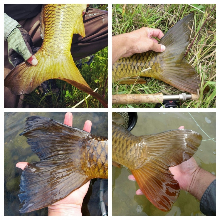 Currently running a contest on instagram. Four different fishermen, four different fish. Which tail do you think is bigger?