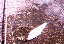 Claudio Romero 's Fly-fishing Photo of a Rainbow trout – Fly dreamers 