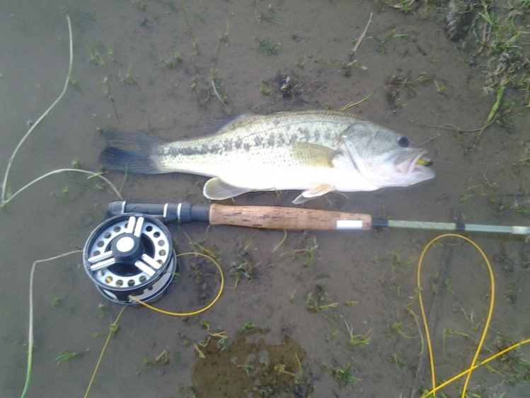 Black bass capturado con un bomber amarillo montado en anzuelo 8#