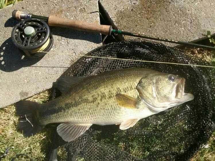 All of 5 pounds!! Huge pre-spawn largemouth on the fly.